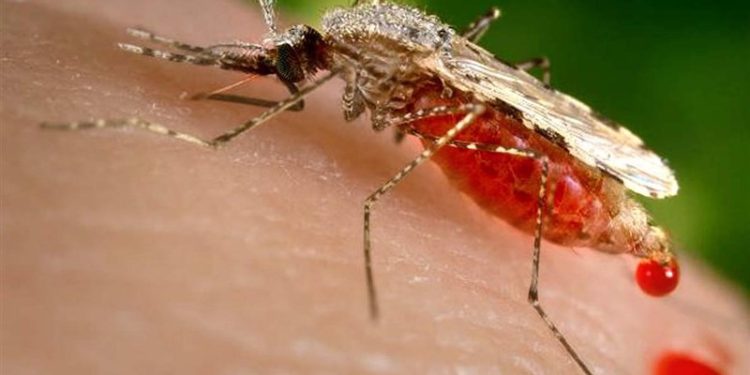 ابتلای بیش از ۱۵۲ نفر در کشور به تب دنگی/ اسامی شهرهای آلوده