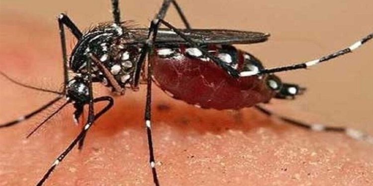احتمال ابتلای دوباره به “تب دنگی”/ مصرف این داروها ممنوع است