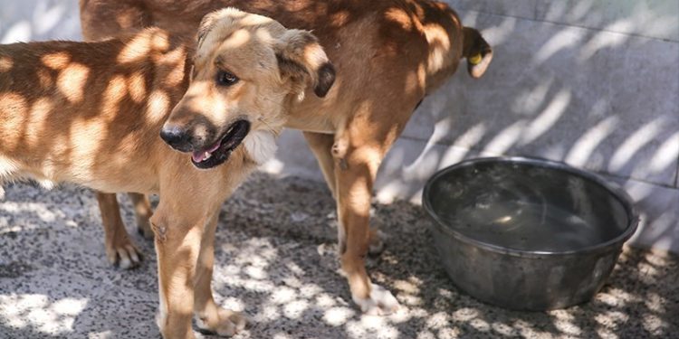 تزریق ۳۰۰۰۰۰ سرم ضدهاری در کشور طی یکسال