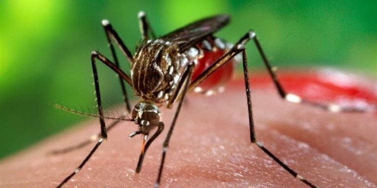 کاسبی با پشه آئدس؛ پای بلاگرها به ماجرای تب دنگی باز شد!